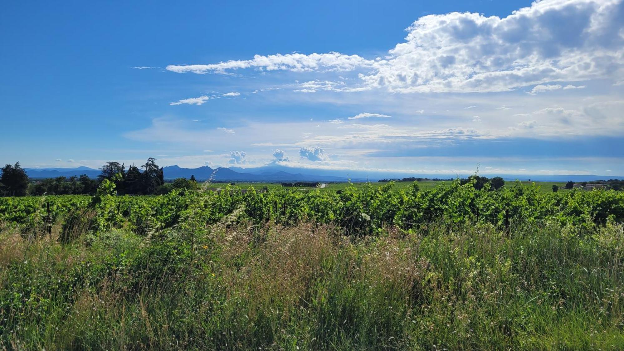Le Willow Chateauneuf-du-Pape Exterior photo